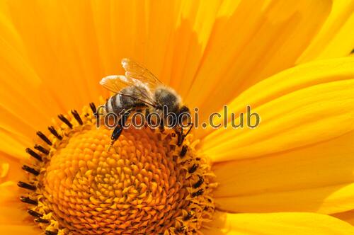 пчела, насекомое, природа, шмель, мёд